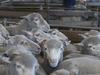 Live sheep task force chair admits ban will hurt farmers