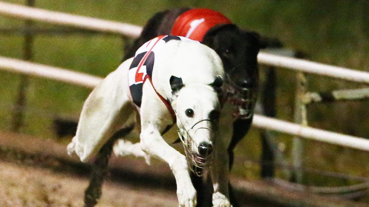 Greyhound Clubs Australia Will Lobby Racing Queensland To Give The ...