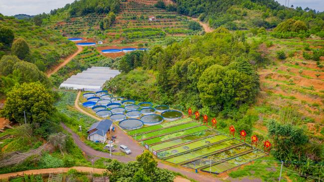 A farm in Meixian in Guangdong Province, China, where growers raise what they call ‘Australian blue lobsters’.