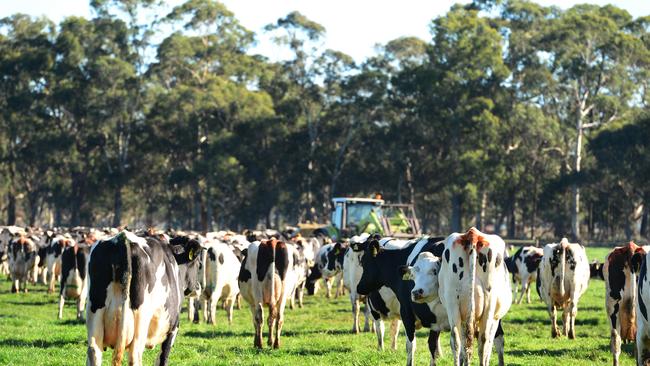 Mooving on: Warakirri is a major investor in dairy farms and herds through its Aurora Dairies business.