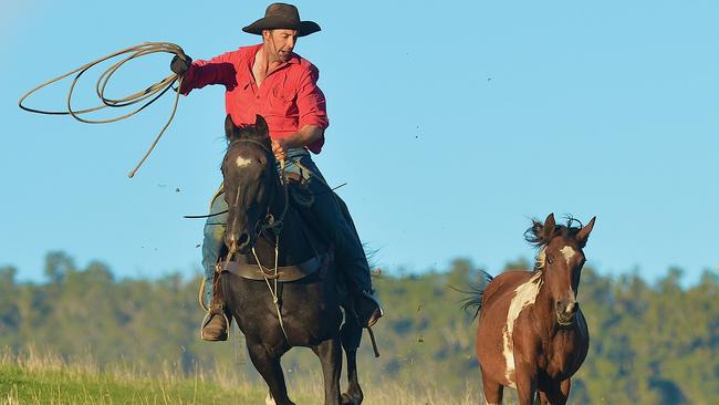 The Coalition wants to rehome brumbies, rather than shoot them.