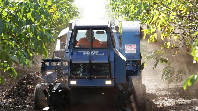 Walnut pods are swept up from under the trees at Webster Ltd's Walnuts Australia farm near Leeton NSW.