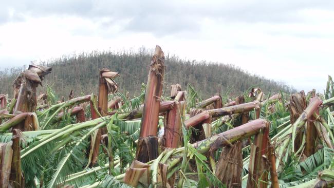 Banana plantations were destroyed during Cyclone Yasi.