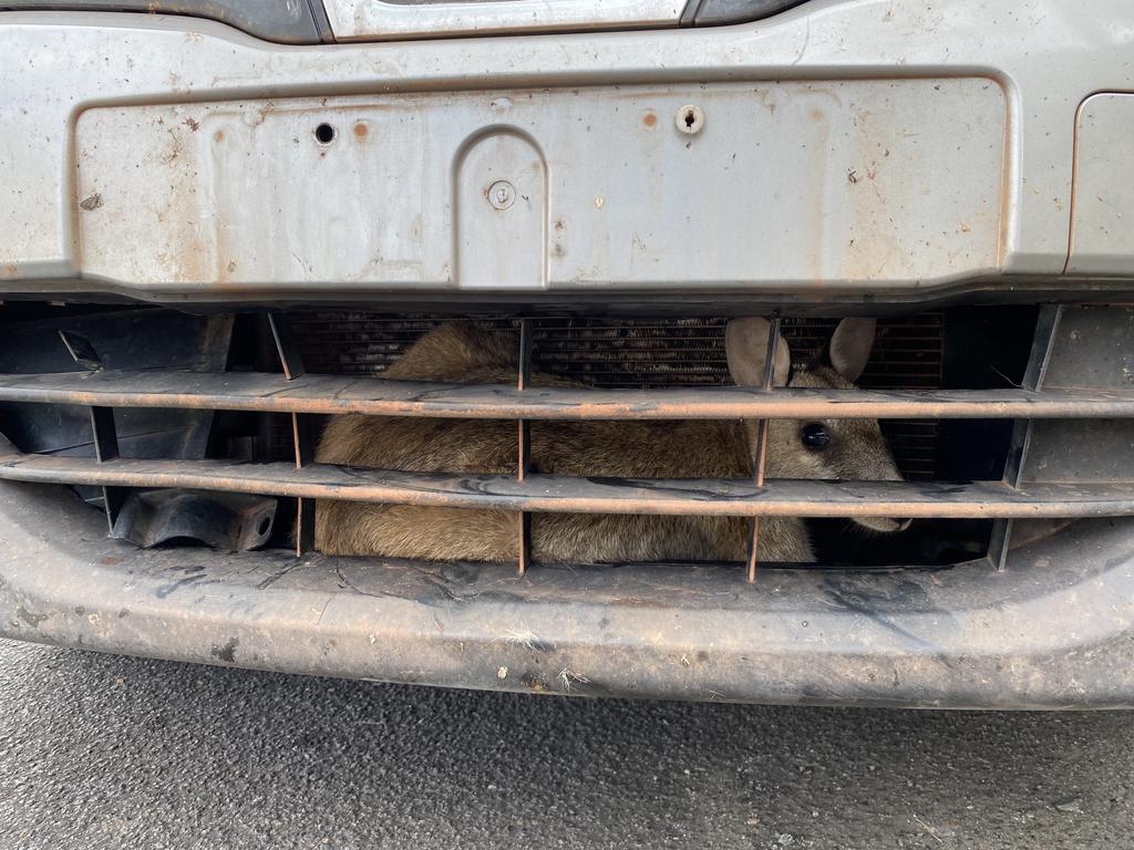 A wallaby survived being stuck in a car's grill.