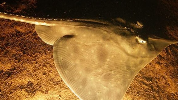 Maugean skate, an endangered species photographed in Macquarie Harbour.