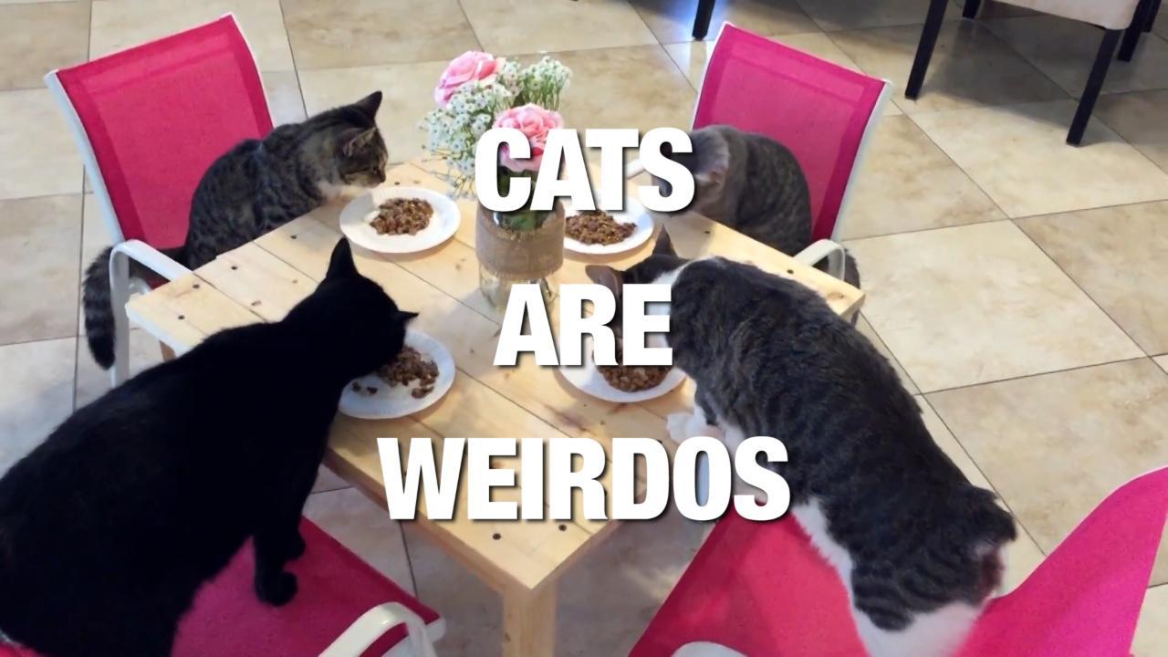 Cats Prove Why They Are the Oddest Pets. Credit - Various via Storyful