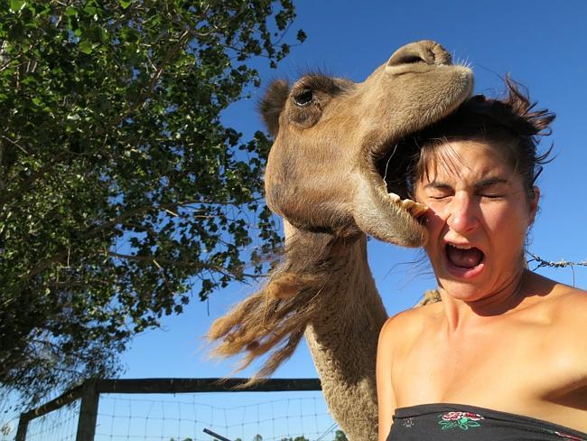 A camel ruins Justine's selfie. Photo: OurNakedAustralia.com.au Picture: Supplied