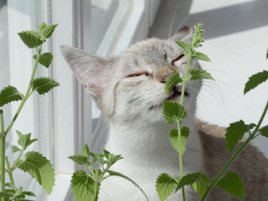 Catnip doesn’t do it for all cats, but for those who do respond, it can be a great training tool. Picture: Supplied