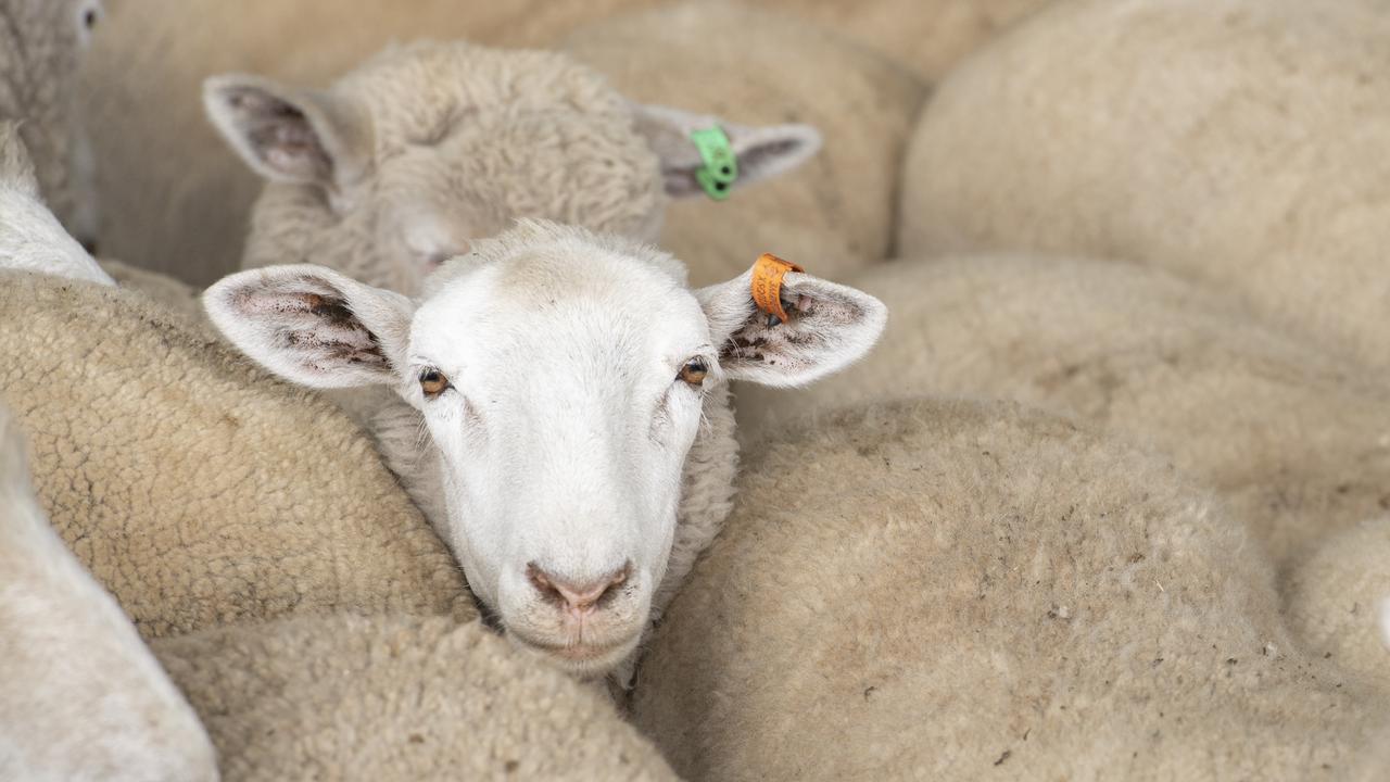 Prices for lambs almost hit $300