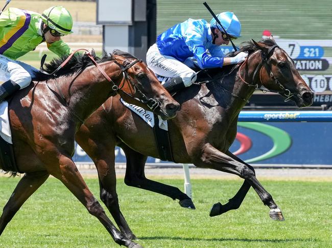 Inkaruna ridden by Daniel Moor wins the Lamaro's Hotel Chairman's Stakes (Chute) at Sportsbet Sandown Lakeside Racecourse on February 01, 2025 in Springvale, Australia. (Photo by George Sal/Racing Photos via Getty Images)