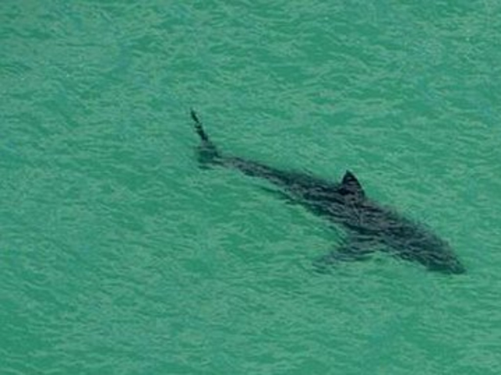 A generic picture of a shark. Authorities have now closed the beach. Picture: WA Surf Life Saving