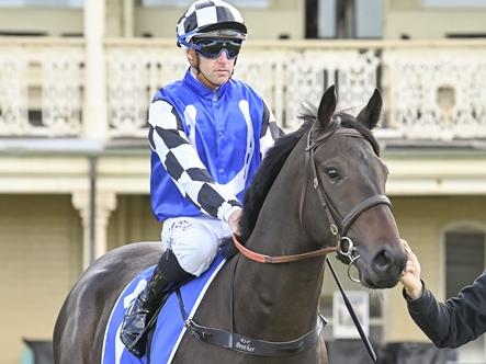 Smashing Time is the value runner in the JJ Atkins. Photo: Bradley Photos.