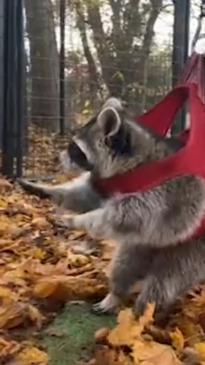 Raccoon that can't walk adds a bit of zip to his life