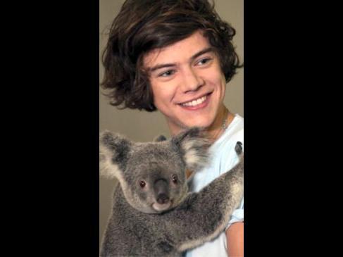 No more cuddles for celeb-magnet koalas