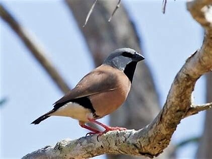 The endangered black-throated finch, subject of a secret report.