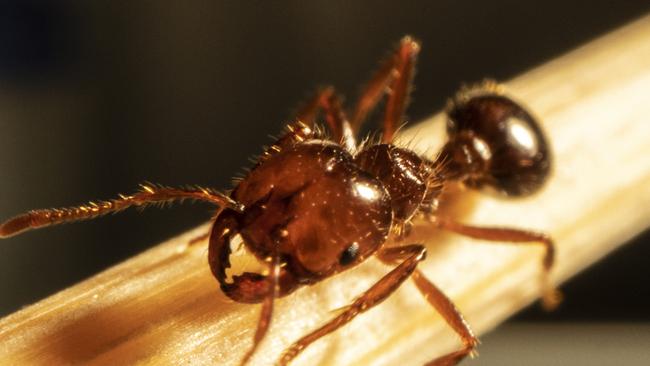 Fire ants are dark reddish-brown with a darker black-brown abdomen and are from two to six millimetres long. Residents and businesses should report any sign of fire ants to the NSW DPI on 1800 680 244