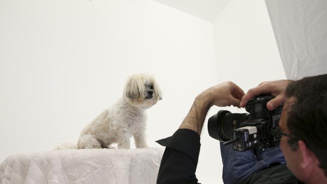 Ken Drake of Zoo Studio shooting Phil Brown’s dog Sarge for posterity: Russell Shakespeare