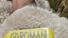A police image of the NLIS ear tag with the number NH630488 and Romani. The 53 Merino ewes were reported stolen from Kosciuszko Road. Picture: NSW Police