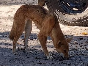 Image realeased by QLD Govt  of untagged Dingo on Fraser Island. Rangers on K’gari (formerly Fraser Island) are attempting to identify an untagged female dingo (wongari) that bit a two-year-old boy on the thigh on 13 June 2024.