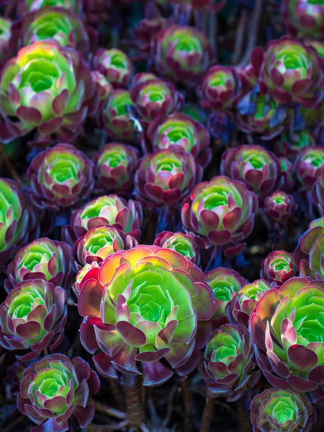 <i>Aeonium</i> ‘Velour’. Photos: University of Melbourne