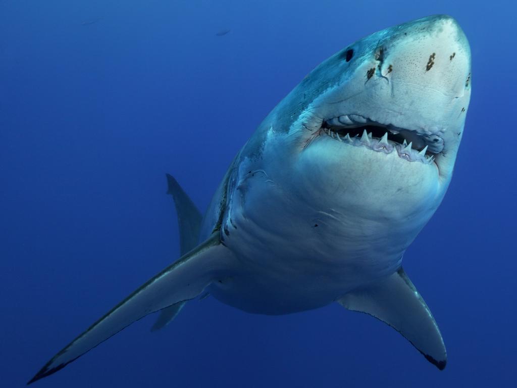 GREAT WHITE SHARK - THE MOUTH