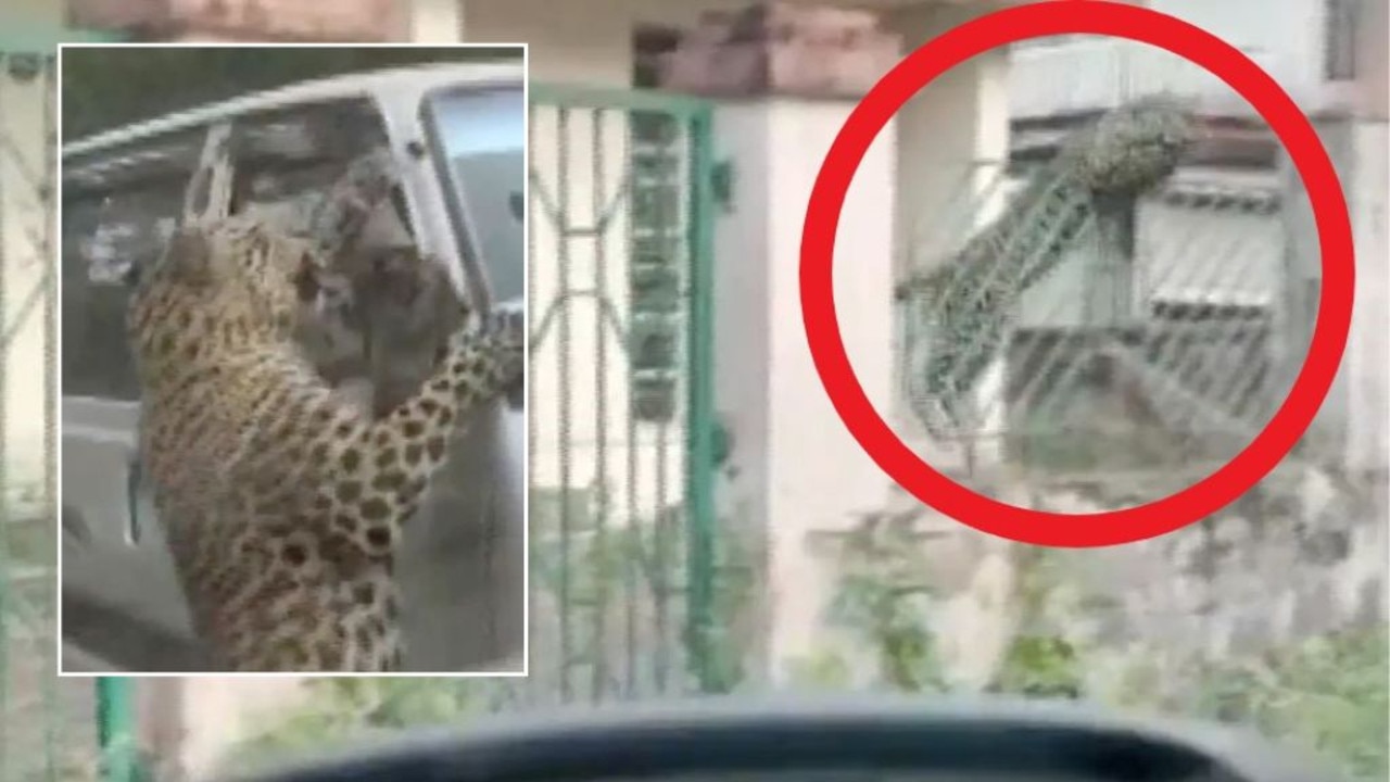 Shocking footage has emerged of a wild leopard going on an unprovoked rampage. Picture: Twitter/ANI