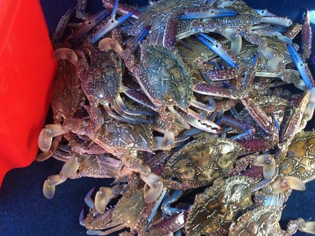 A man has been fined $6000 and had his crab pots seized after being caught with undersized and protected crabs at Mud Island in Moreton Bay. Picture: Department of Agricultural Industry Development and Fisheries.