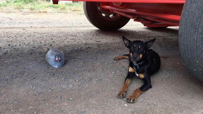 Guinea fowl that thinks it’s a dog goes viral on Facebook | The Weekly