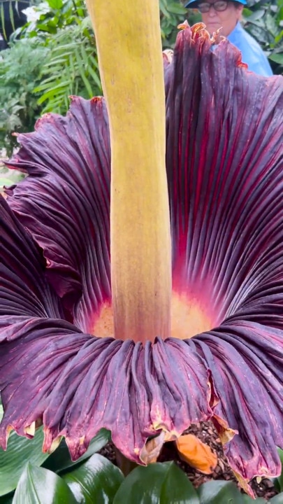 Corpse flower mania