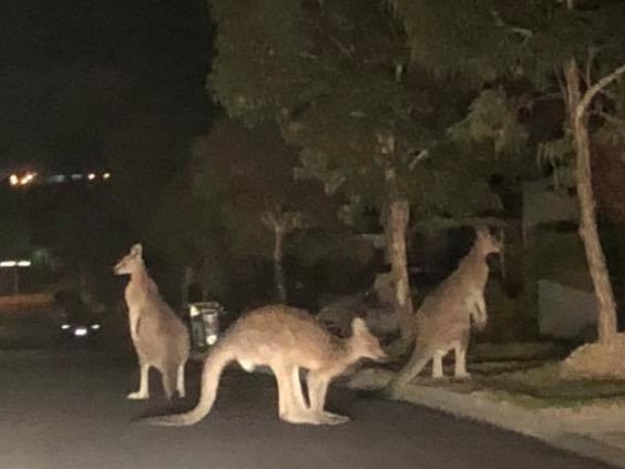 Kangaroos in a Mernda street.