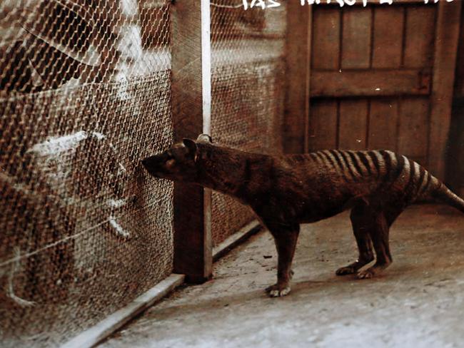 A thylacine meeting a dog at the Hobart Zoo in the 1930s.