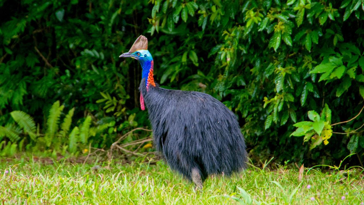Southern Cassowaries are close living relatives to dinosaurs.
