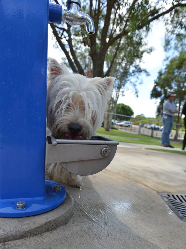 The Gympie off leash dog park at Lake Alford.