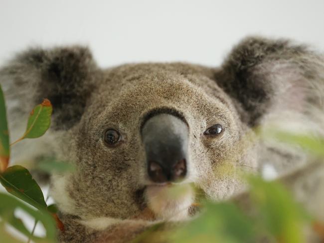 A koala with a solar ear tag tracker (somewhere) has been captured is at Endeavour Veterinary Ecology.