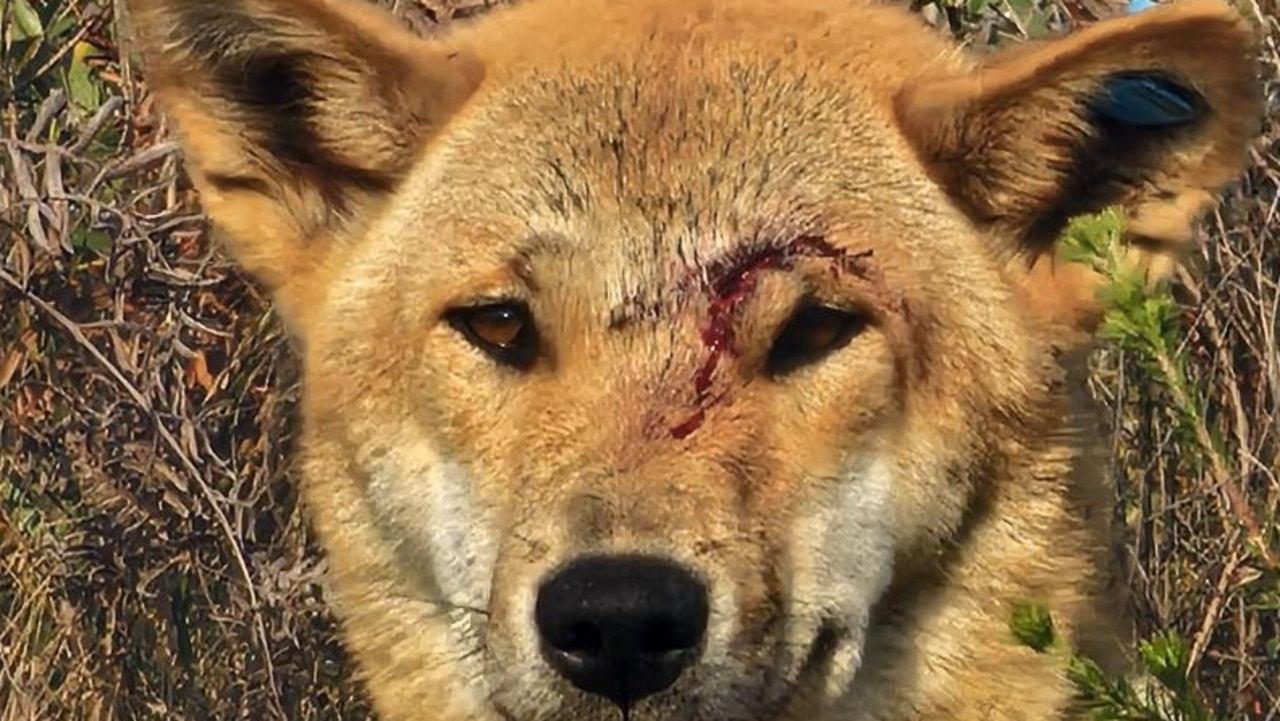 Dingo pack leader killed after attacking a jogger on a popular