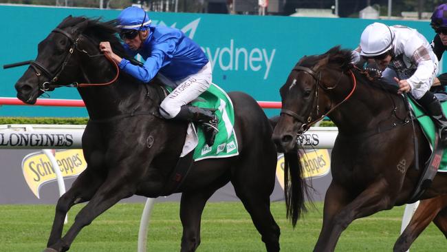 Kementari put the writing on the wall with a strong effort last start and looks a great chance in the Sydney Stakes. Picturte: Grant Guy