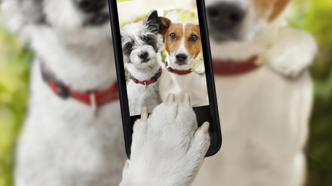 Happy pets hot sale app