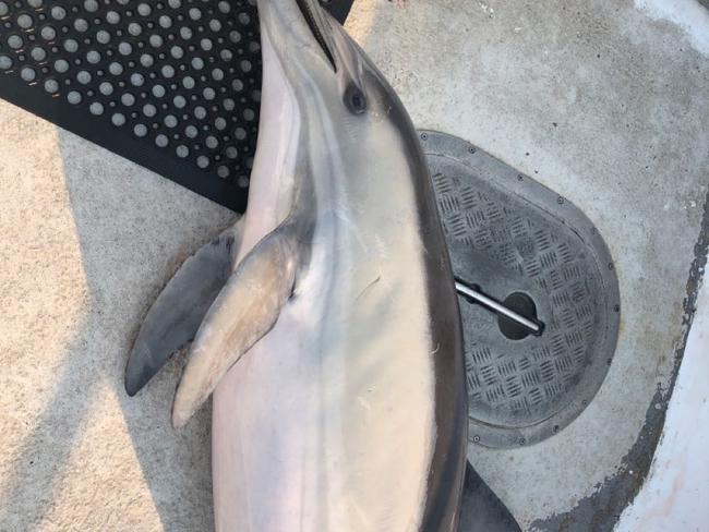 A young dolphin caught in a shark net. Picture: Humane Society International