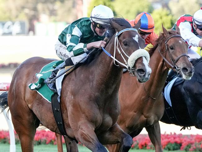 Mount Rinjani ridden by Luke Nolen wins the Drummond Golf Plate at Moonee Valley Racecourse on November 01, 2024 in Moonee Ponds, Australia. (Photo by George Salpigtidis/Racing Photos via Getty Images)