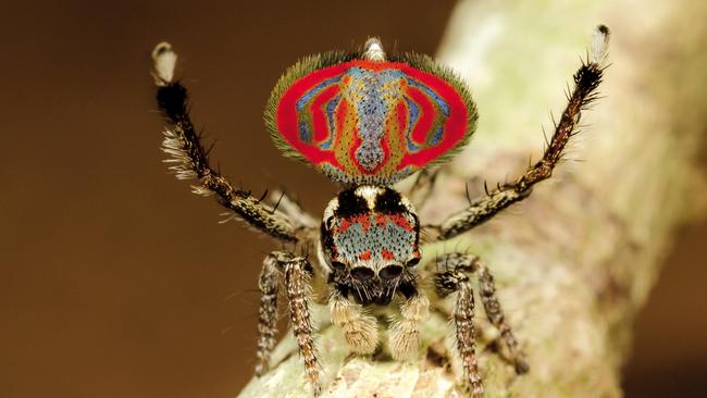 The Austrialian peacock spider goes viral, Magazine Articles