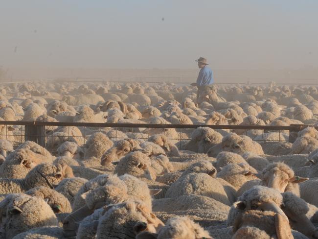 Sheep and dust in the distance. The annual Peppin-Shaw Riverina Merino ewe flock competition started on Tuesday, celebrating its 22nd year. Yesterday competition judges Cam Munro, Roger Polkinghorne and Allan Vagg inspected 2011-drop flock ewes at Tupra. Full report next week.