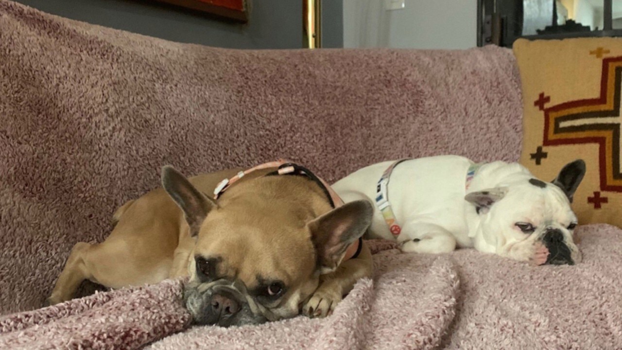 Lady Gaga’s dogs Koji and Gustav found safe after being stolen at gunpoint   