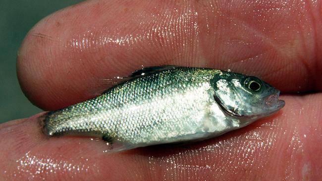 An Australian Bass fingerling. Picture: Bruce/Long