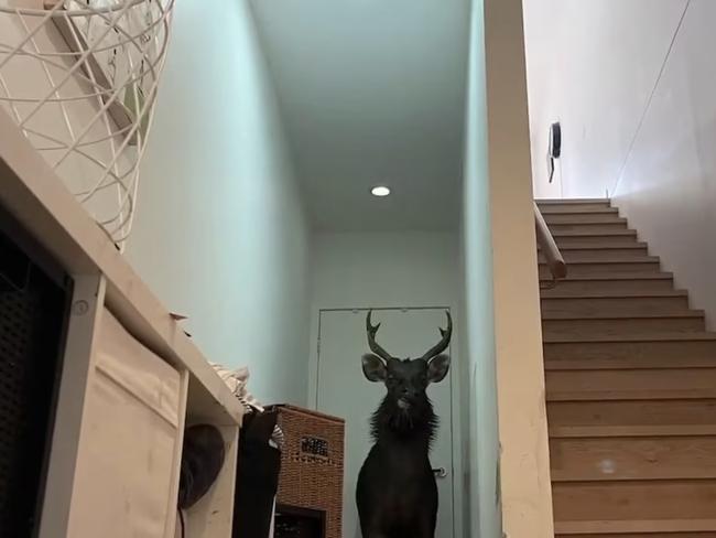 A family in Melbourne were left trapped for two hours as a deer wreaked havoc in their living room downstairs.