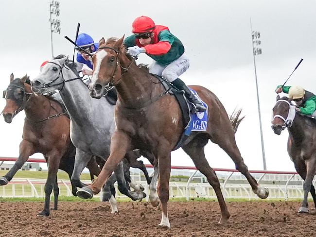 Carnival Row can improve on two impressive trials when he heads to Sandown on Wednesday. Picture: Racing Photos via Getty Images.