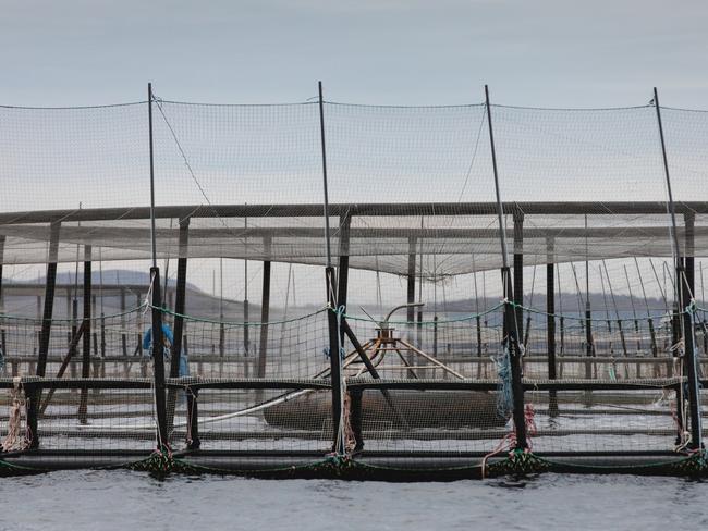 A Huon Aquaculture fish pen moored at its Yellow Bluff lease in Storm Bay had a tear in its inner net, resulting in the loss of more than 120,000 salmon. Picture: Huon Aquaculture