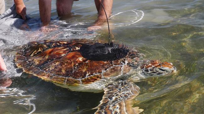 Turtle Rehabilitation Centre director Jennie Gilbert releases Leila the green turtle into the wild at Green Island in June 2021. The turtle was named after Leila Trott, the late skipper of Ocean Free who drowned off Green Island in 2016. Picture: Stuart Ireland – Calypso Productions