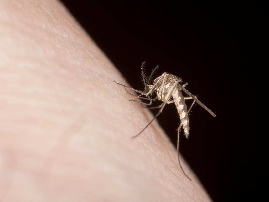 The CSIRO expert warned people to be wary of the disease-carrying Aedes aegypti mosquito and dengue fever, which has been detected as far south as Victoria.