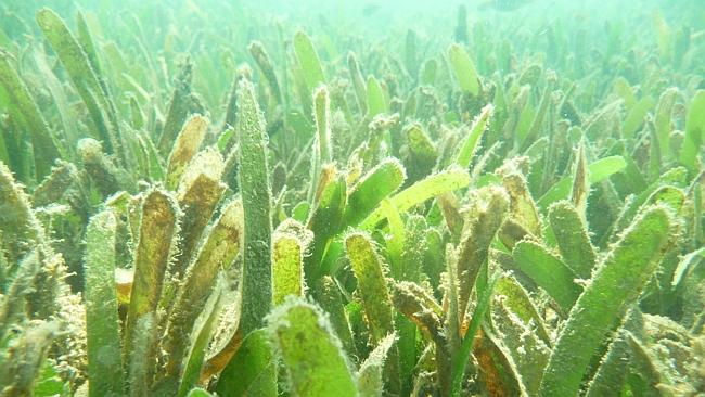 Lush Seagrass Blooming Around Townsville | Townsville Bulletin