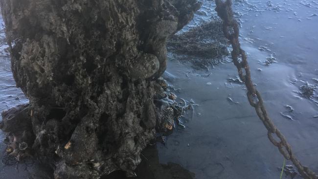 One of the rotten pylons at Hampton Pier in 2018. Locals say it has taken far too long for Parks Victoria to act and they now face losing the pier for good.